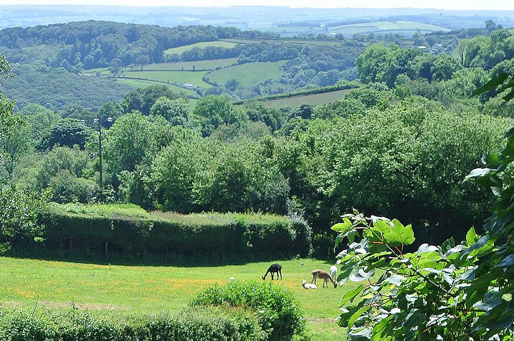 View From Wren Cottage